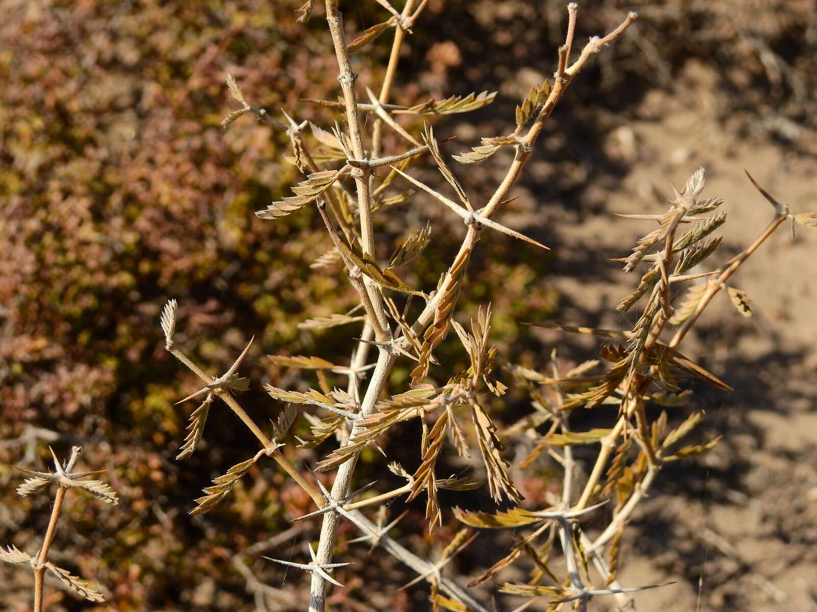 Image of Plectrocarpa tetracantha Gill.