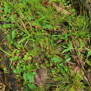 Image of Fimbristylis acuminata Vahl