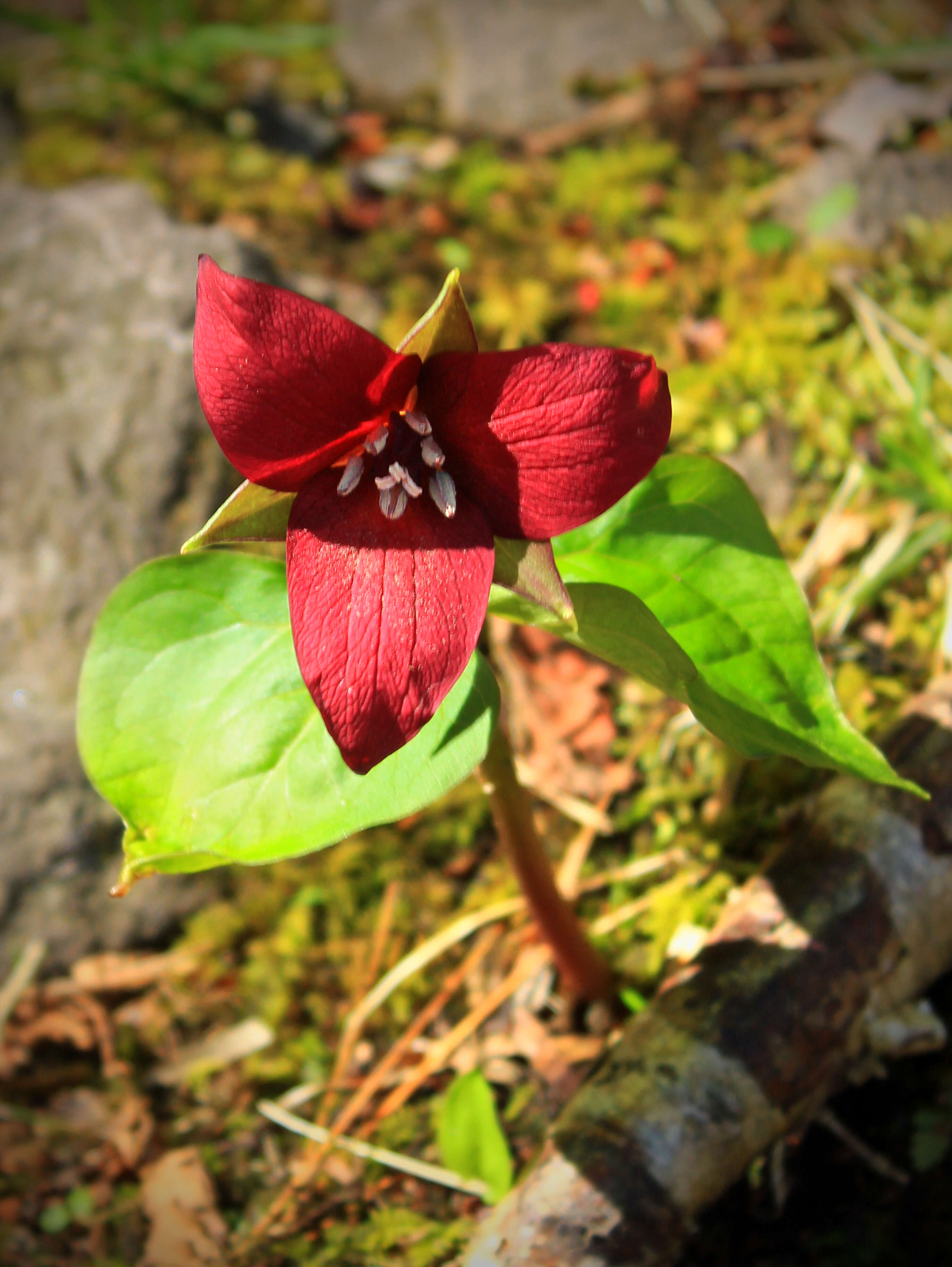 Image of red trillium