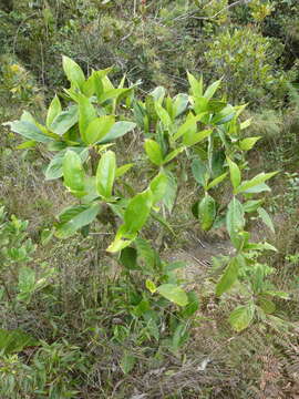 Image of Hedyosmum bonplandianum Kunth