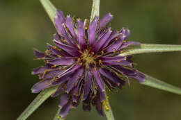 Image of Tragopogon coelesyriacus Boiss.