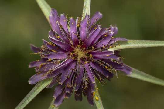 Image of Tragopogon coelesyriacus Boiss.