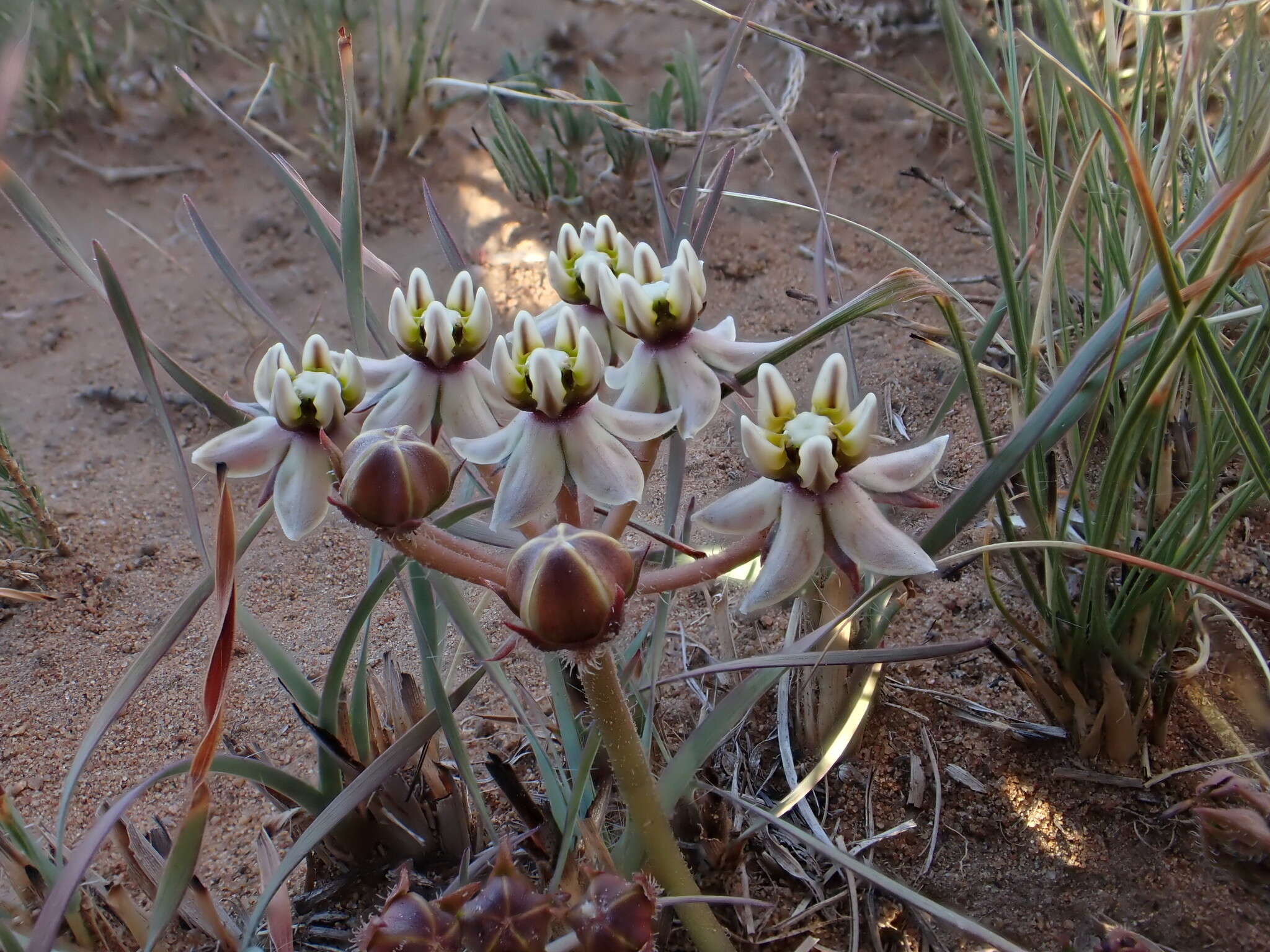 Sivun Asclepias multicaulis (E. Mey.) Schltr. kuva