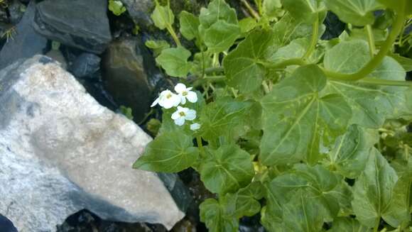 Image of Large Mountain Bittercress