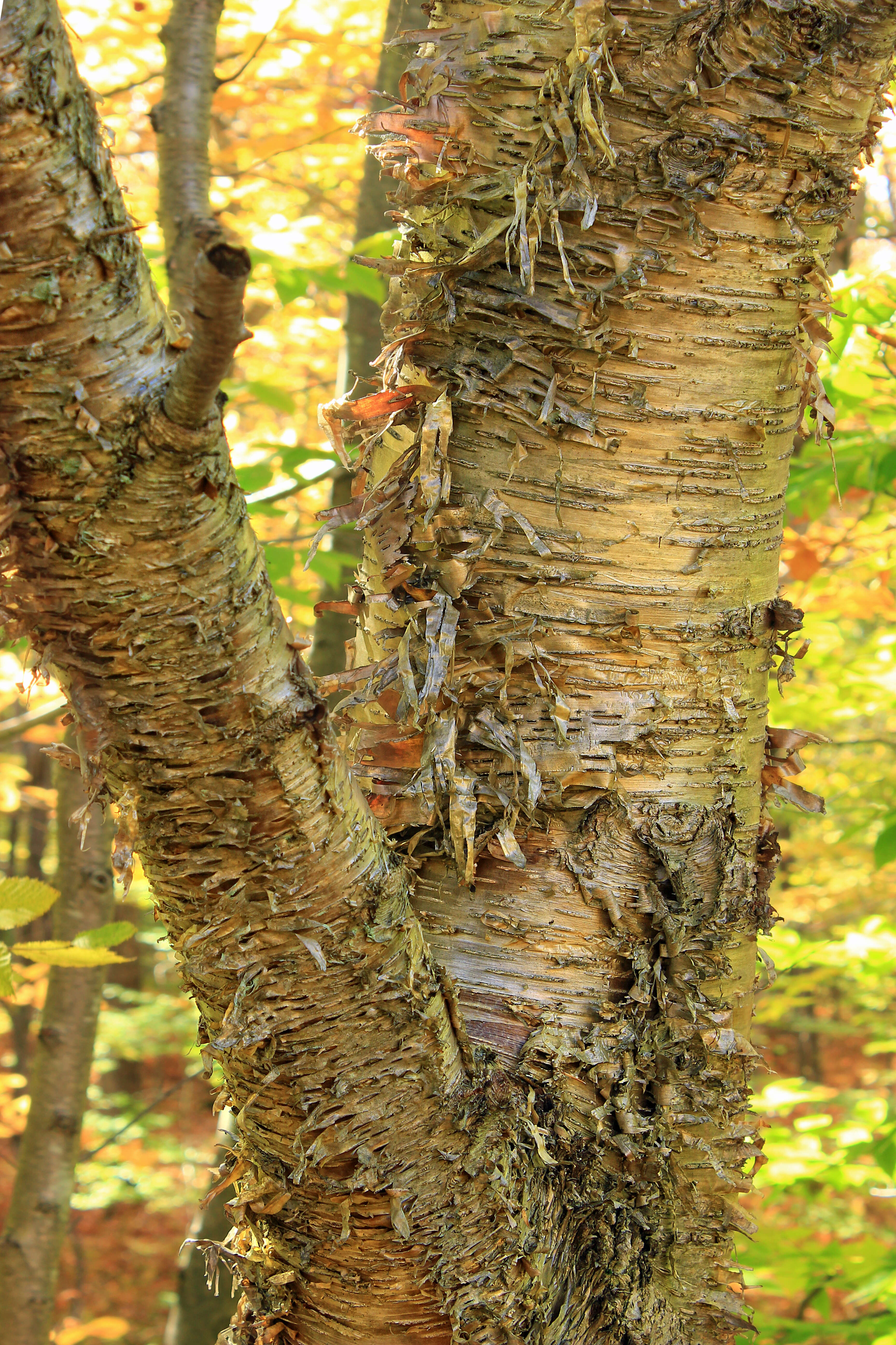 Image of Gray birch