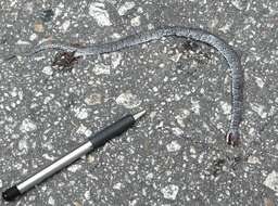 Image of Mountain Slug Snake