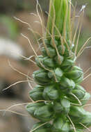 Image of Albuca virens (Lindl.) J. C. Manning & Goldblatt