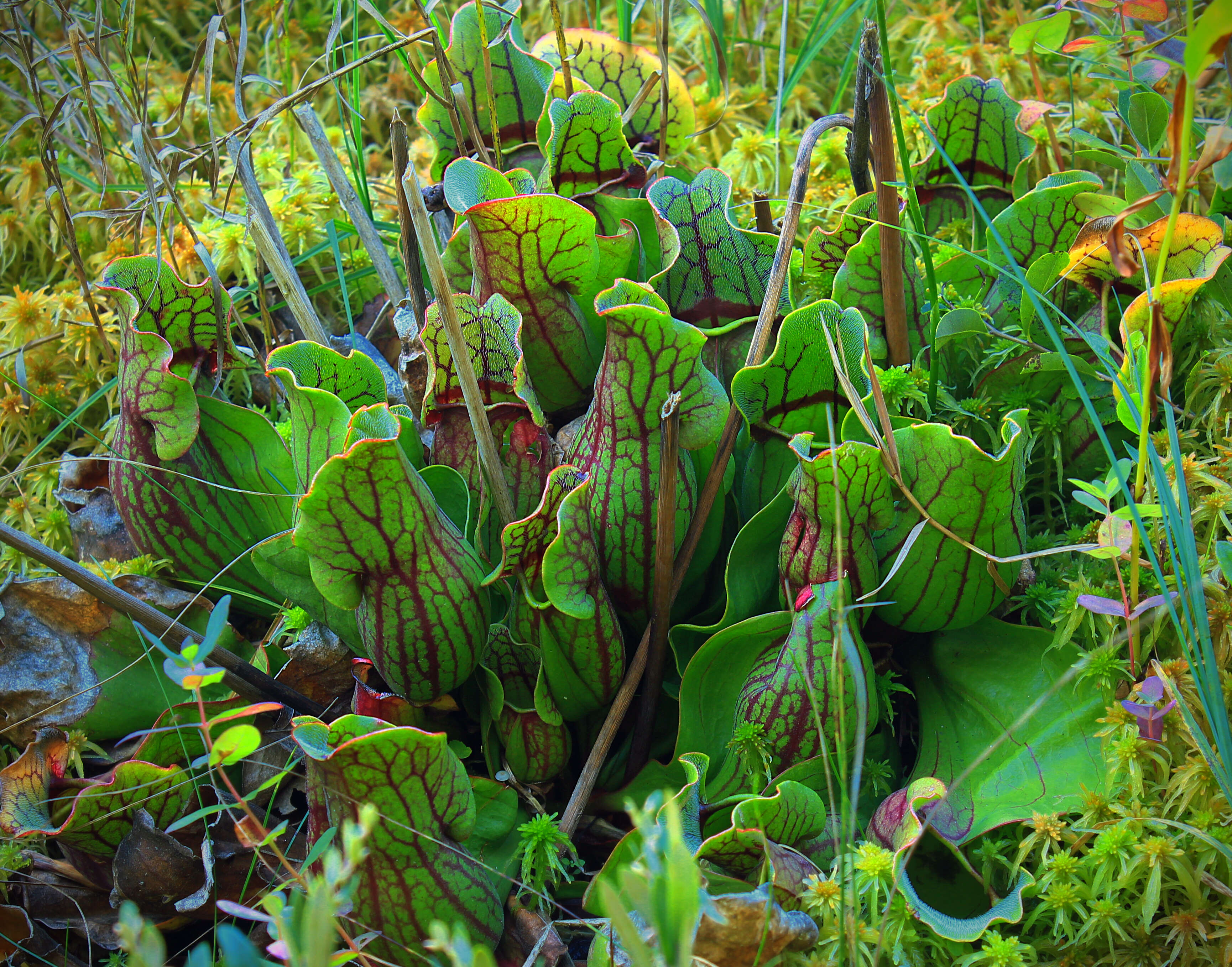 Image of purple pitcherplant