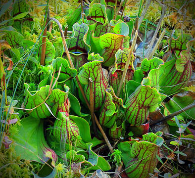 Image of purple pitcherplant