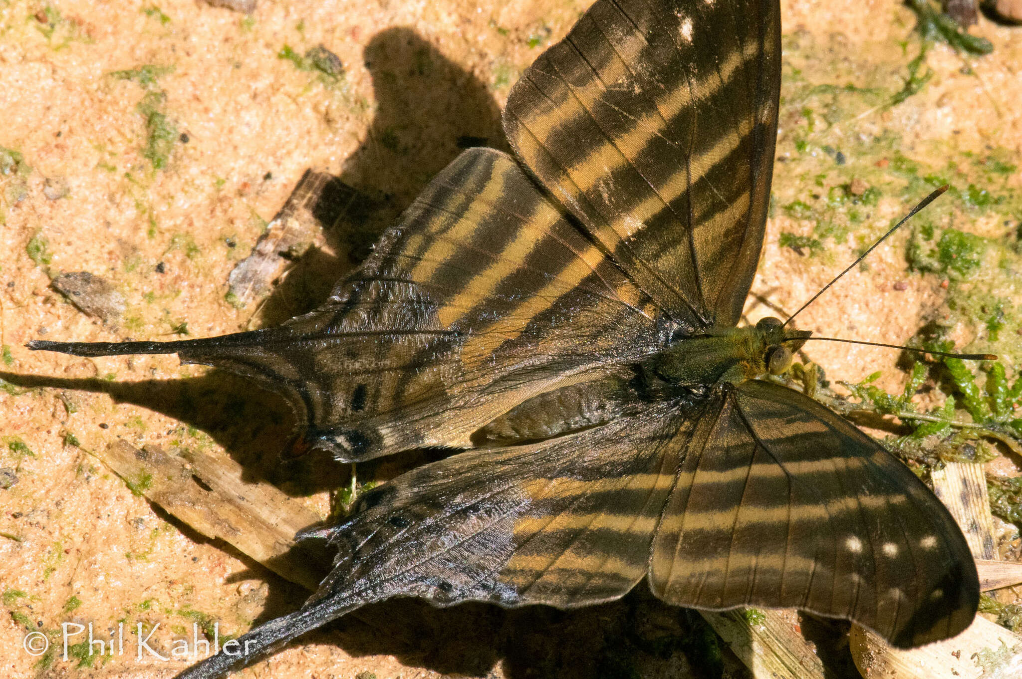 Image of Many-banded Daggerwing