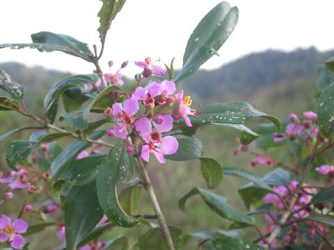 Image de Dichaetanthera arborea Baker