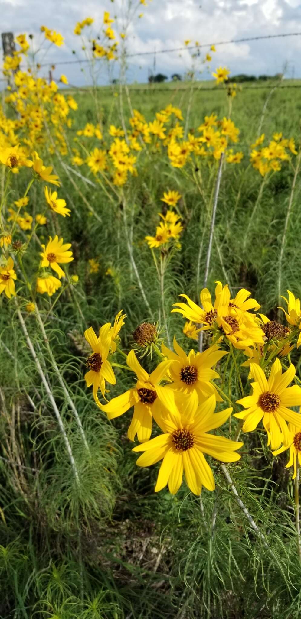 Plancia ëd Helianthus salicifolius A. Dietr.