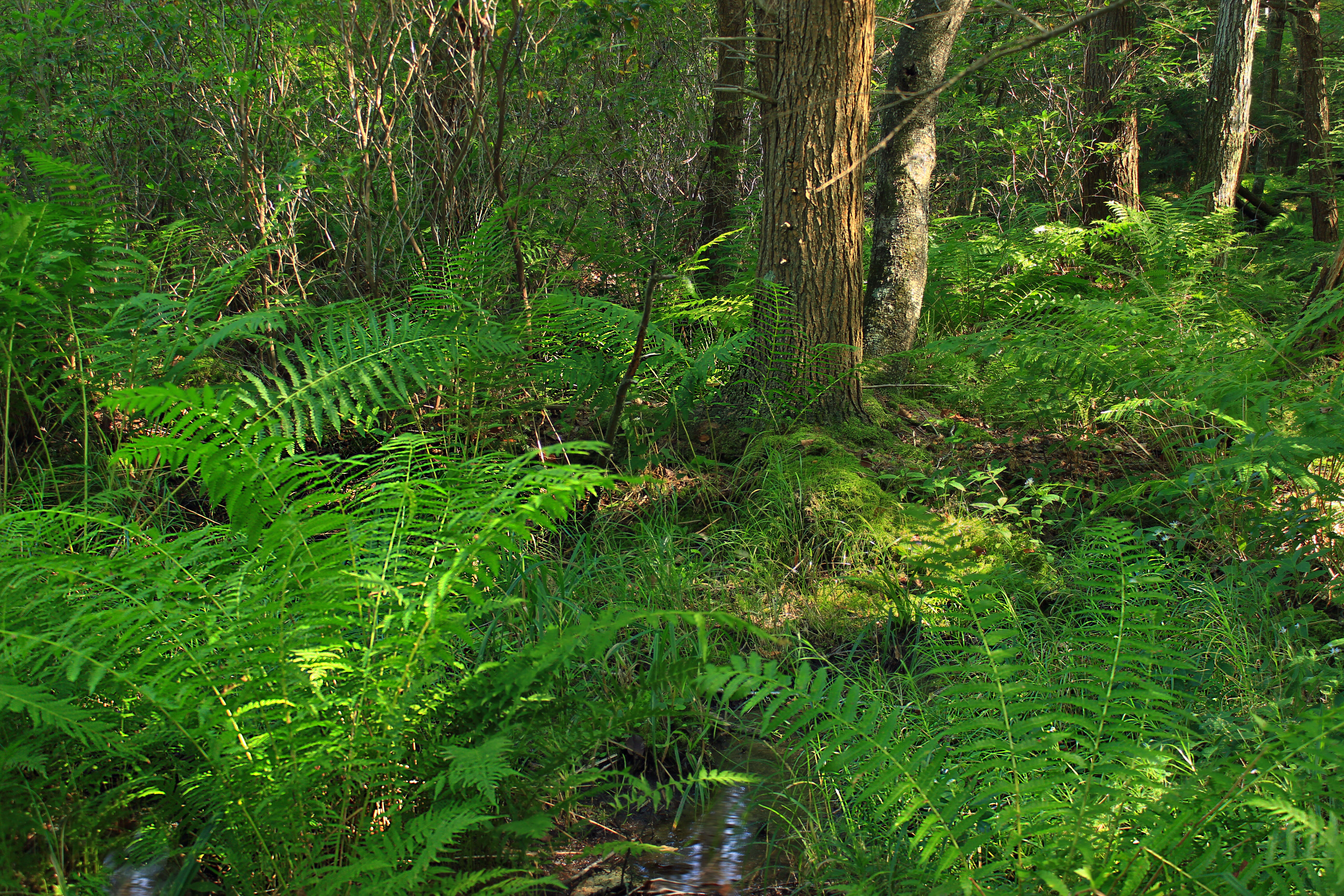 Image of Osmundastrum cinnamomeum Presl