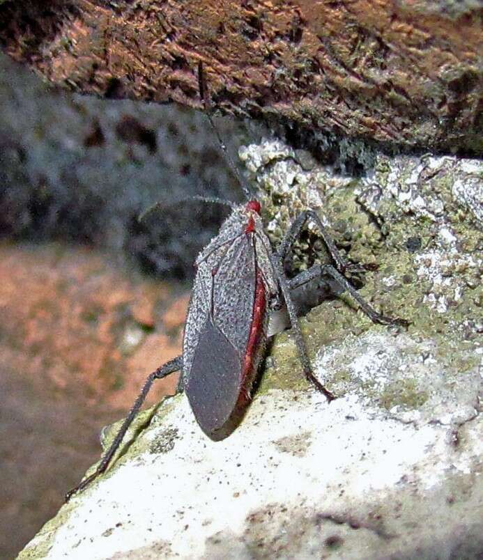 Image of Jadera parapectoralis Göllner-Scheiding 1979