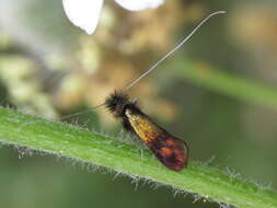 Imagem de Nemophora barbatella Zeller 1847