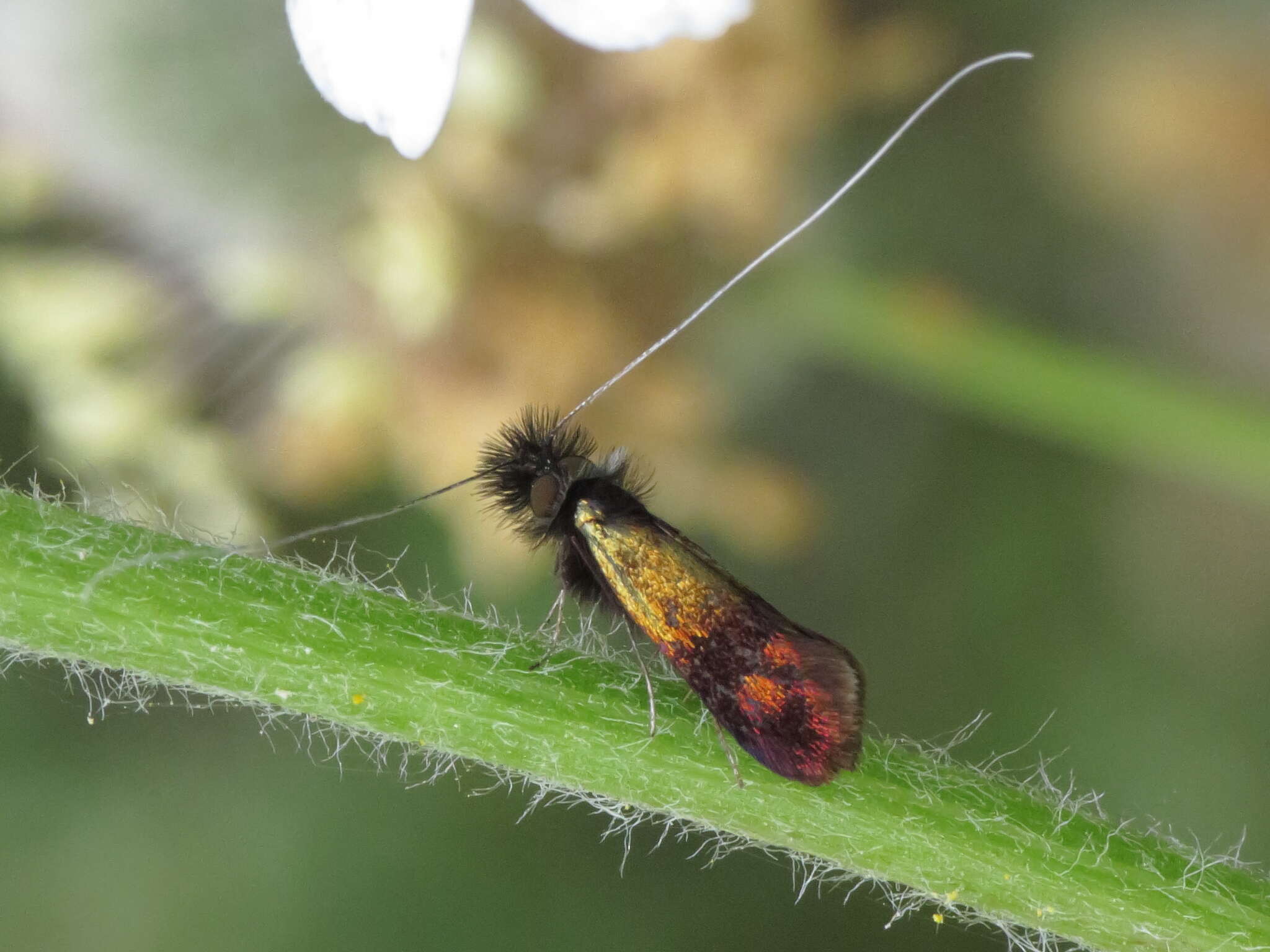 Imagem de Nemophora barbatella Zeller 1847