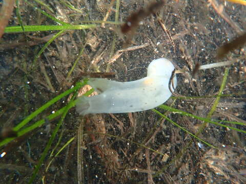 Image of Tunicate