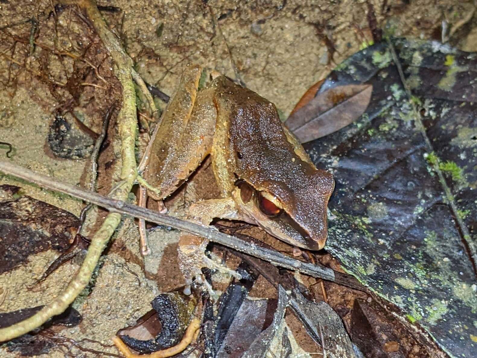 Image of Craugastor metriosistus Ospina-Sarria, Angarita-Sierra & Pedroza-Banda 2015