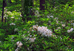 Image of mountain laurel