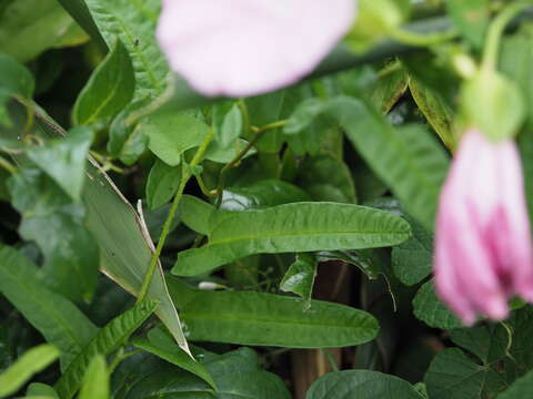 Image of Japanese Bindweed