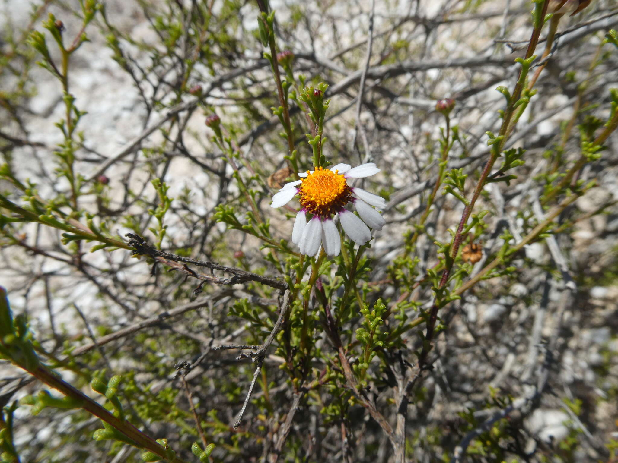 Image of Cymbopappus adenosolen (Harv.) B. Nord.