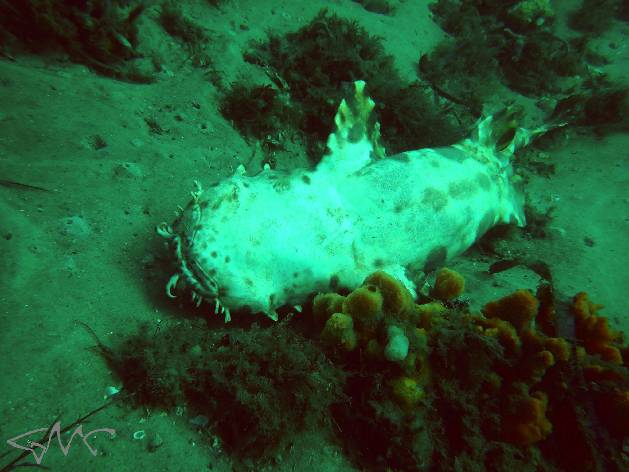 Image of Ornate Wobbegong