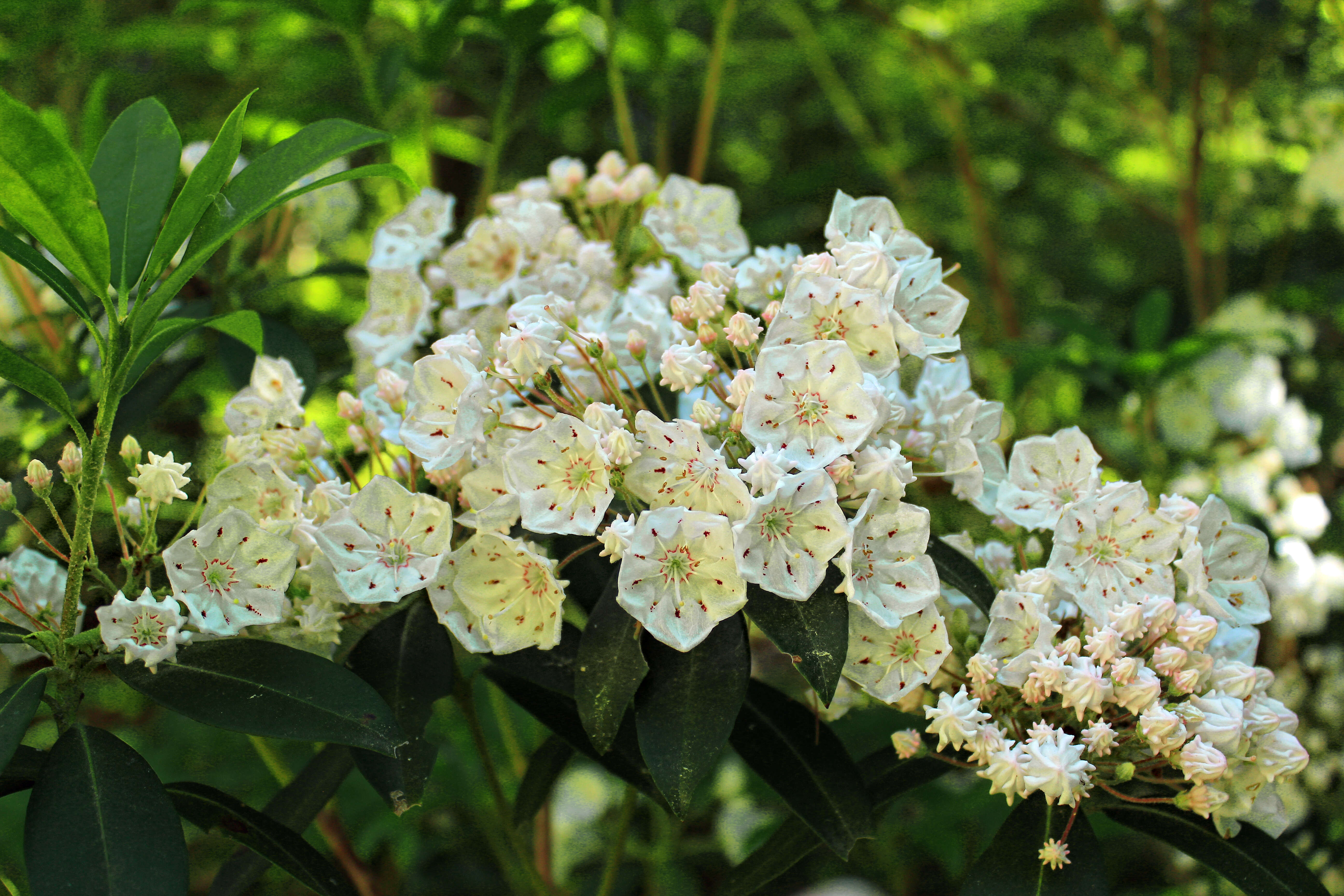 Image of mountain laurel