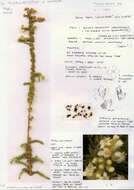 Image of Globulariopsis adpressa (Choisy) O. M. Hilliard