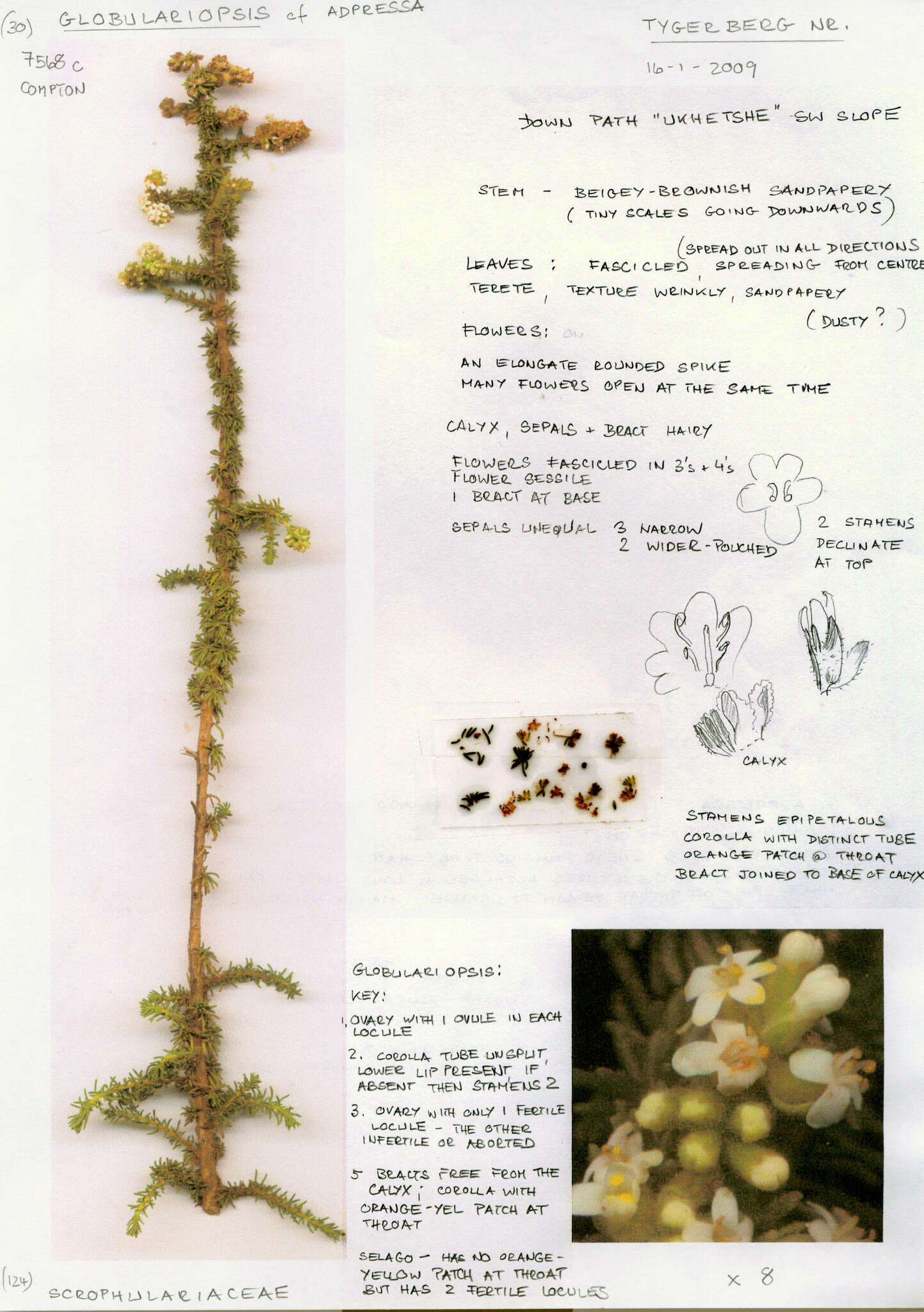 Image of Globulariopsis adpressa (Choisy) O. M. Hilliard