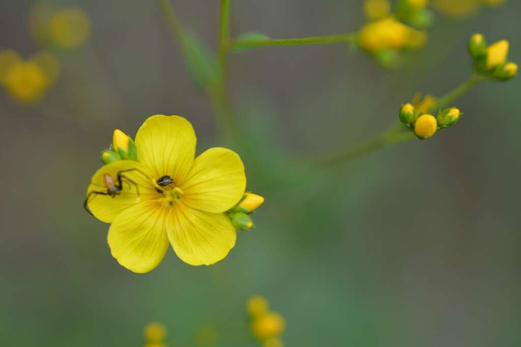 Image of Linum mexicanum Kunth