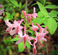Image of pink azalea