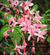 Image of pink azalea