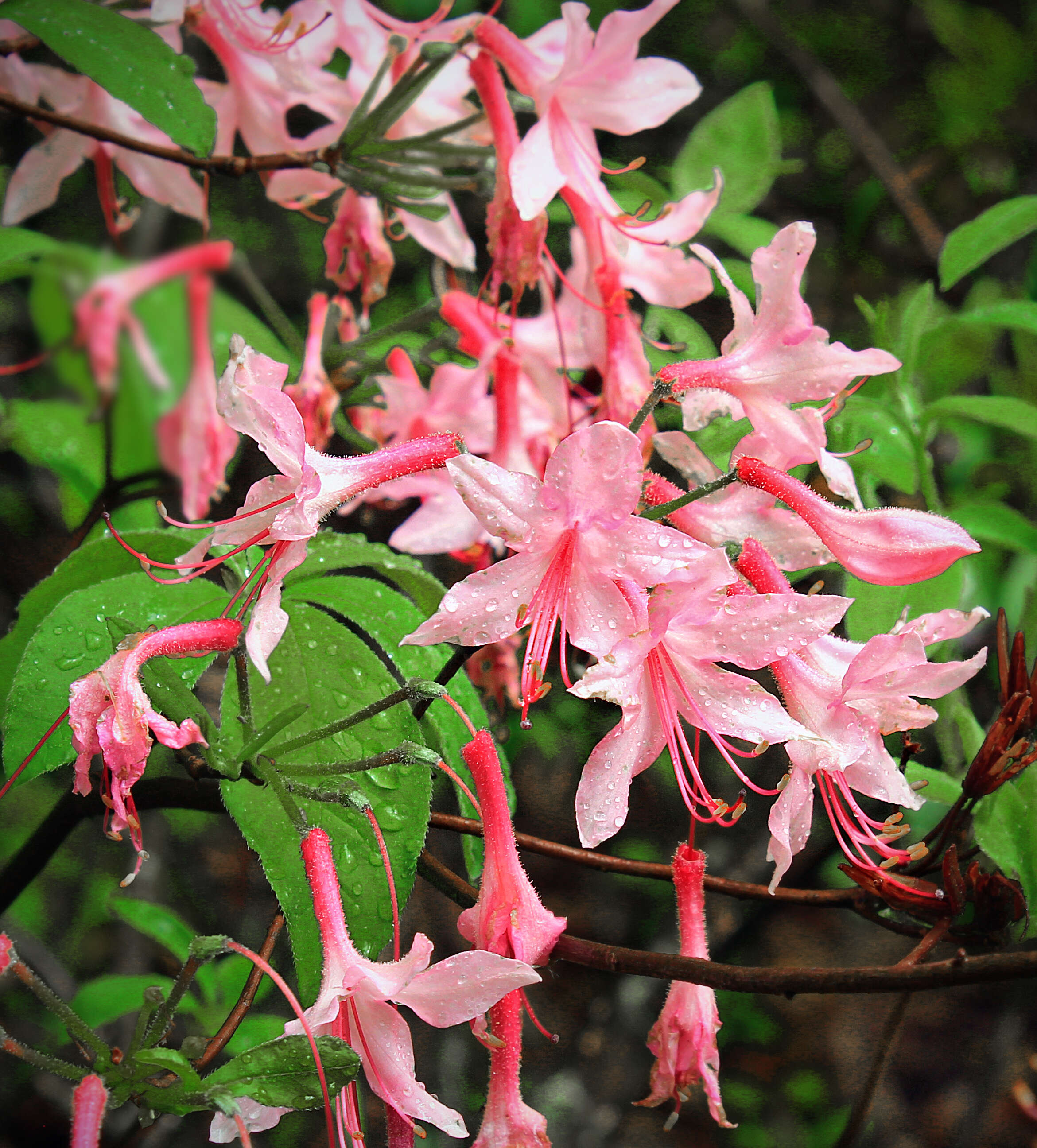 صورة Rhododendron periclymenoides (Michx.) Shinners