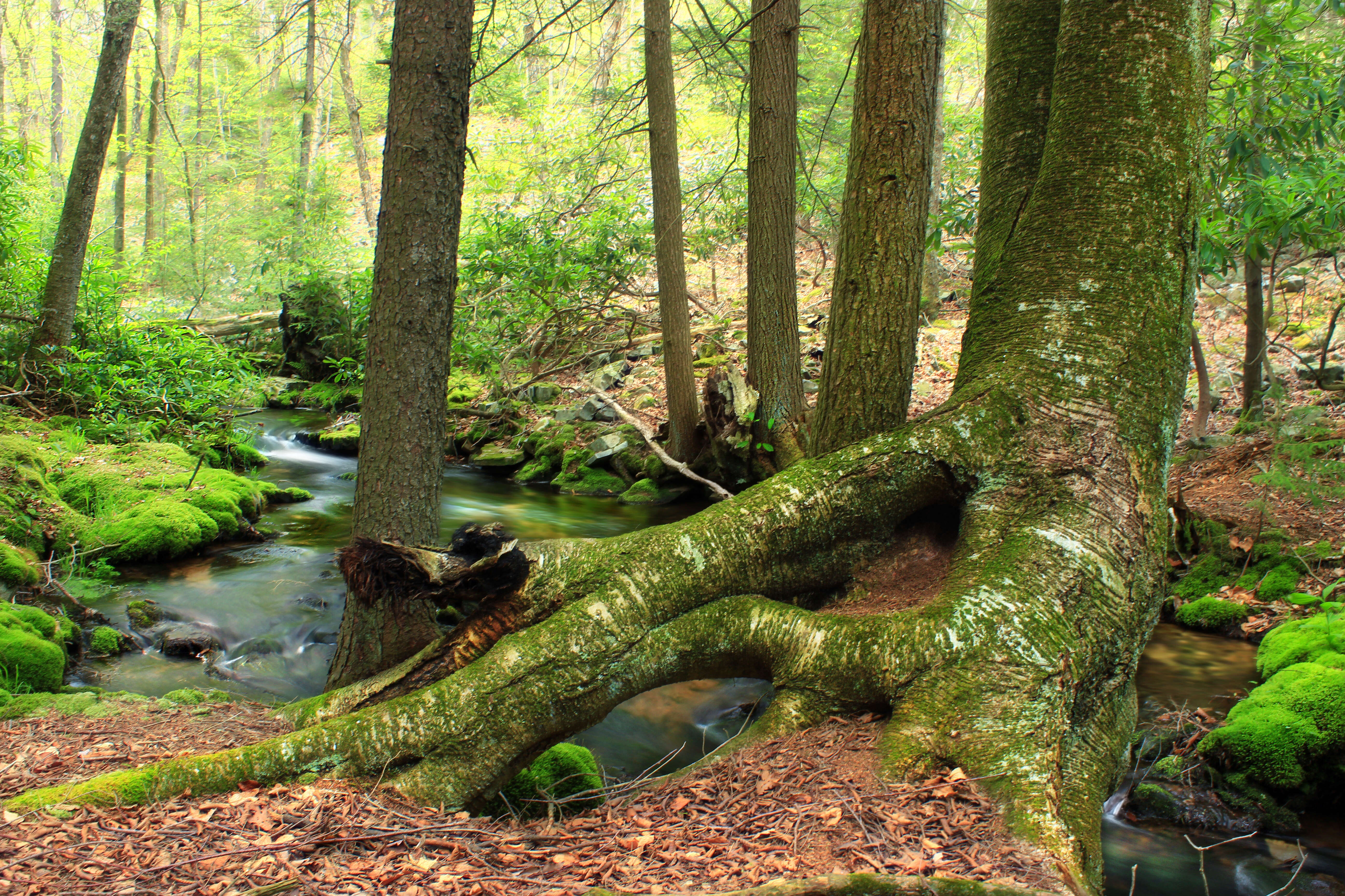 Image of Gray birch