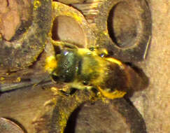 Image of Osmia coloradensis Cresson 1878