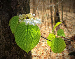 Image de viorne à feuilles d'aulne