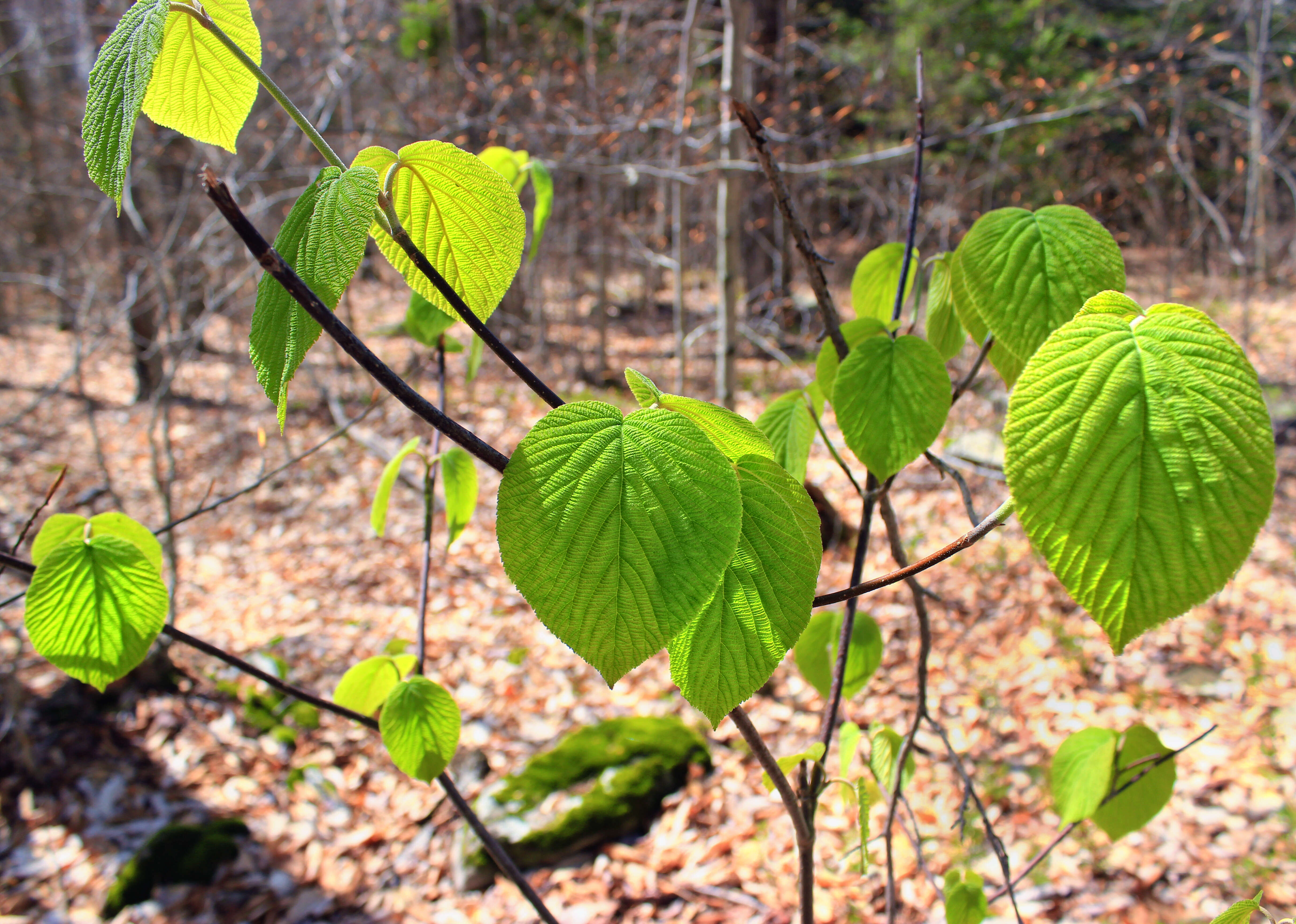 Image de viorne à feuilles d'aulne