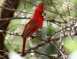 Plancia ëd Cardinalis phoeniceus Bonaparte 1838