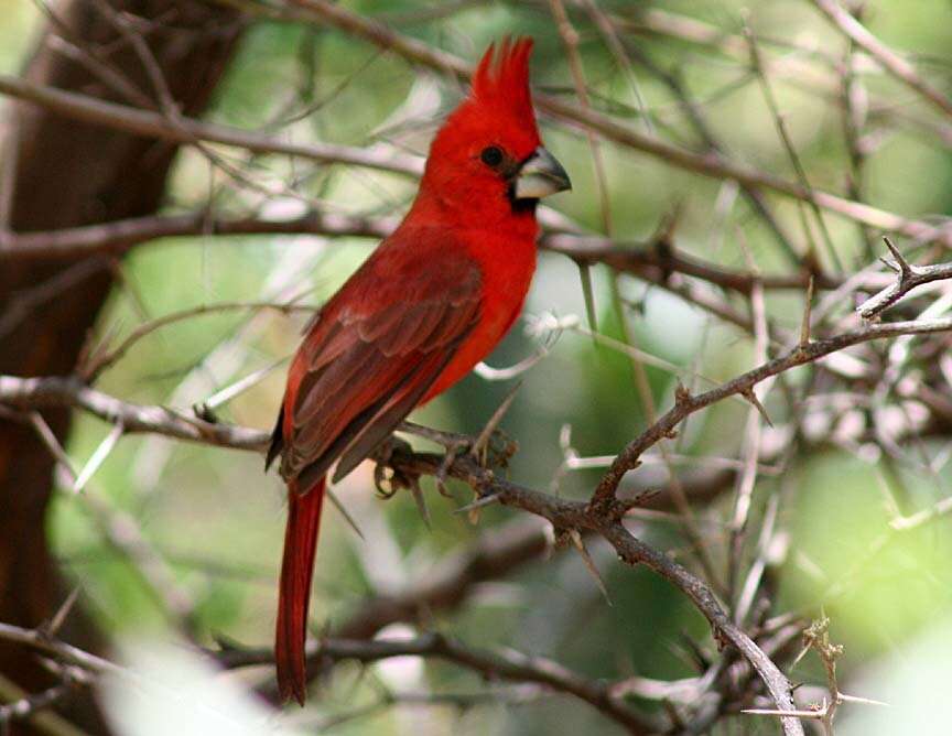 Plancia ëd Cardinalis phoeniceus Bonaparte 1838