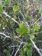 Plancia ëd Ceanothus martinii M. E. Jones