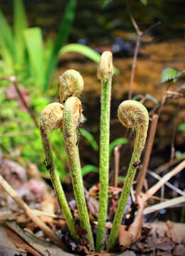 Image of Osmundastrum cinnamomeum Presl