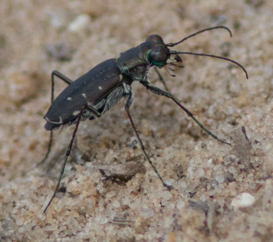 Plancia ëd Cicindela (Cicindelidia) punctulata punctulata A. G. Olivier 1790