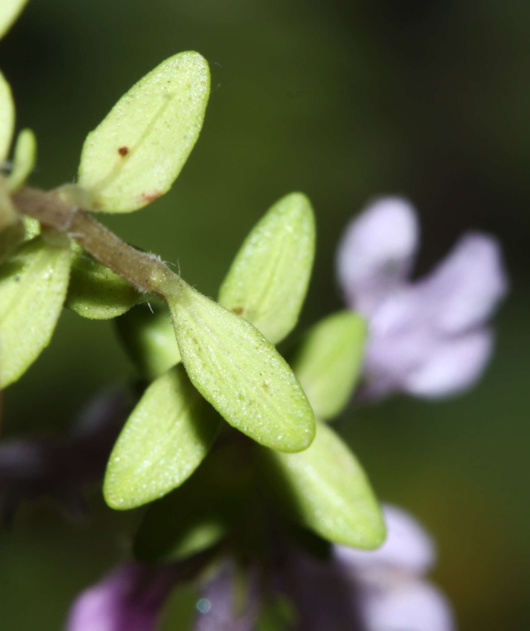 صورة Thymus ternejicus