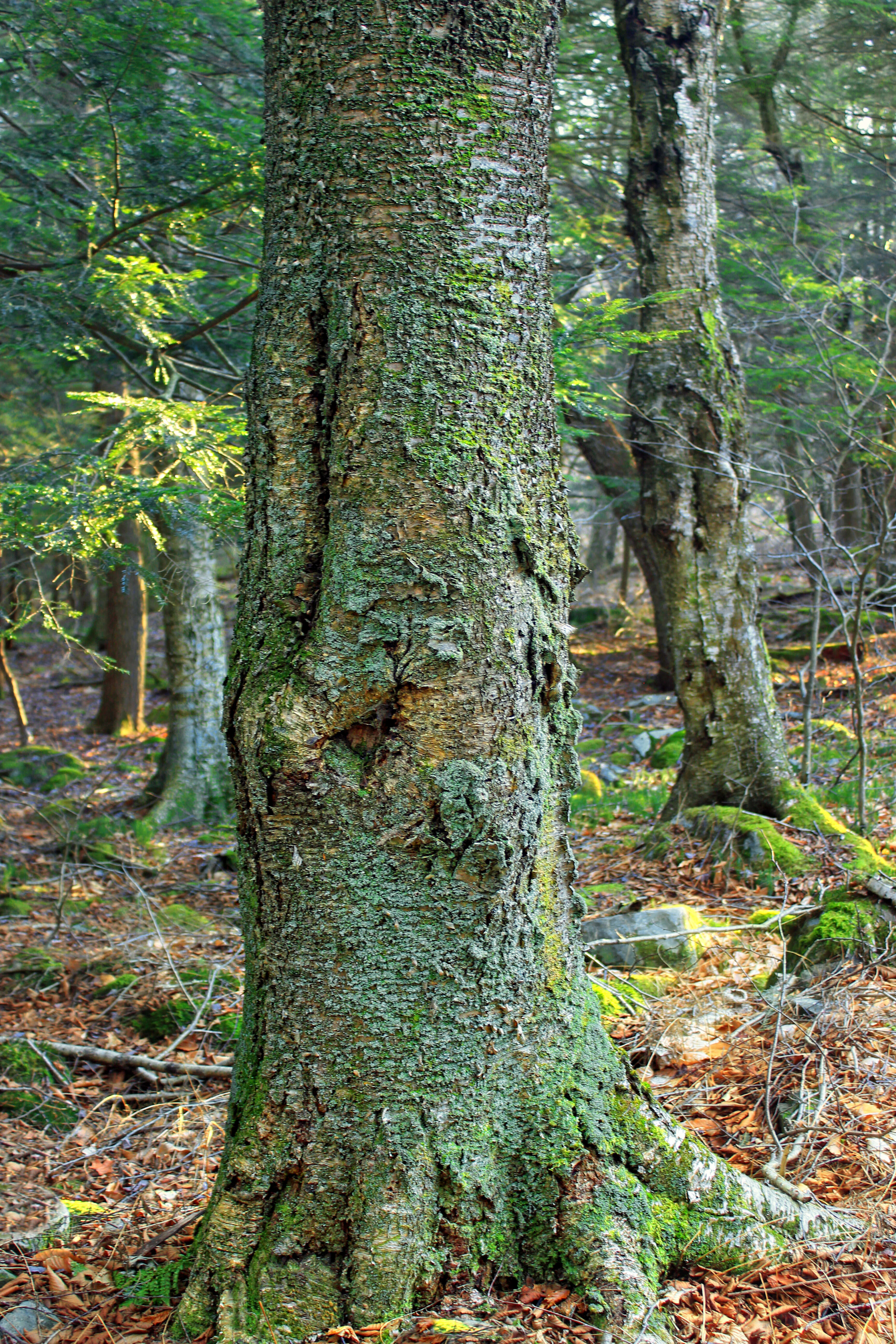 Image of Gray birch