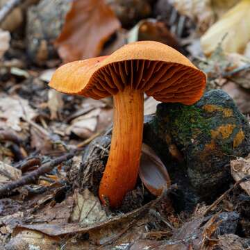 Image of Cortinarius cinnabarinus Fr. 1838