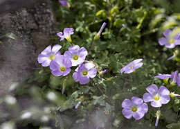 Sivun Oxalis comosa E. Mey. ex Harv. & Sond. kuva