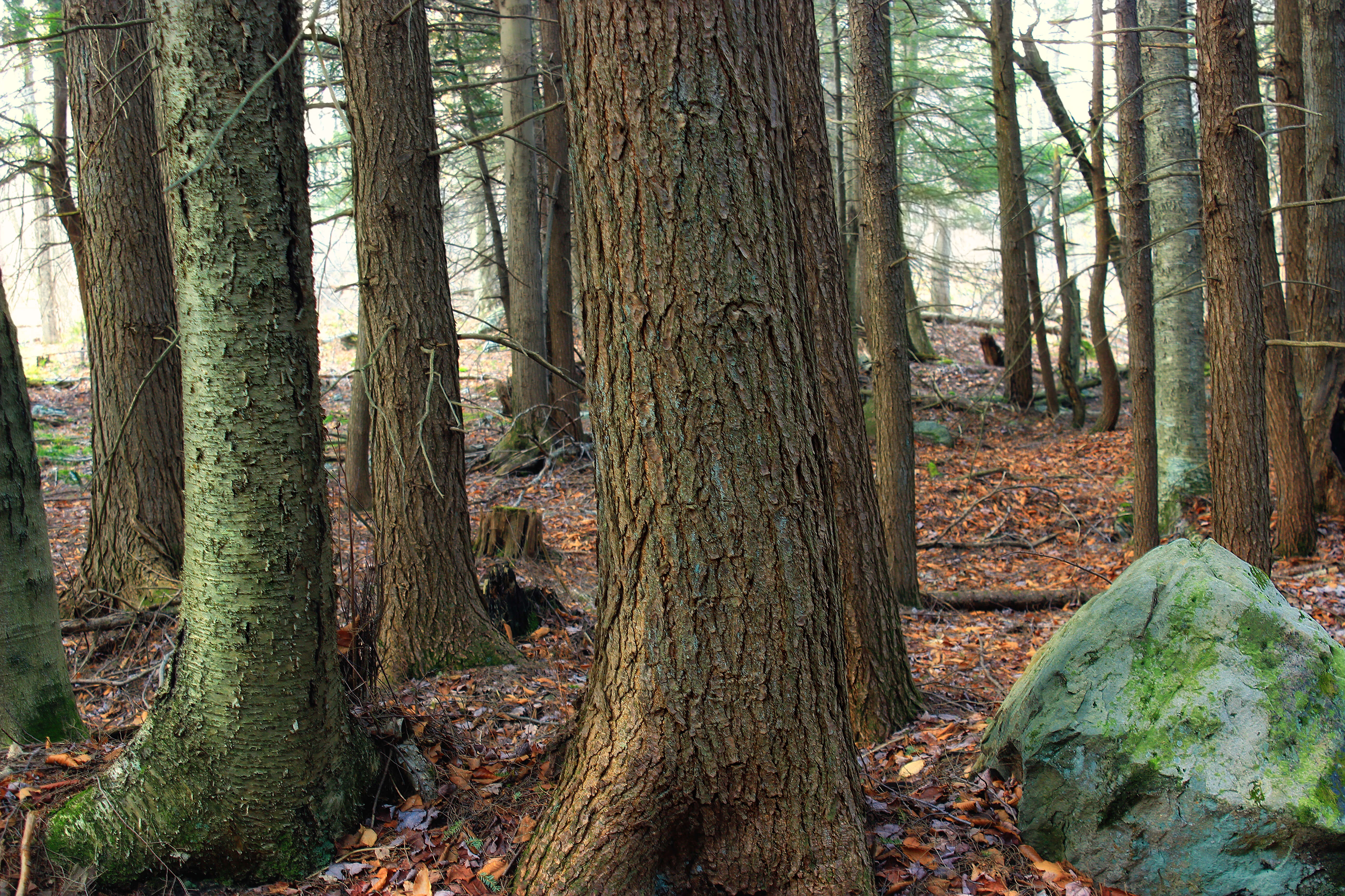 Image of Gray birch