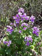 Imagem de Orychophragmus violaceus (L.) O. E. Schulz