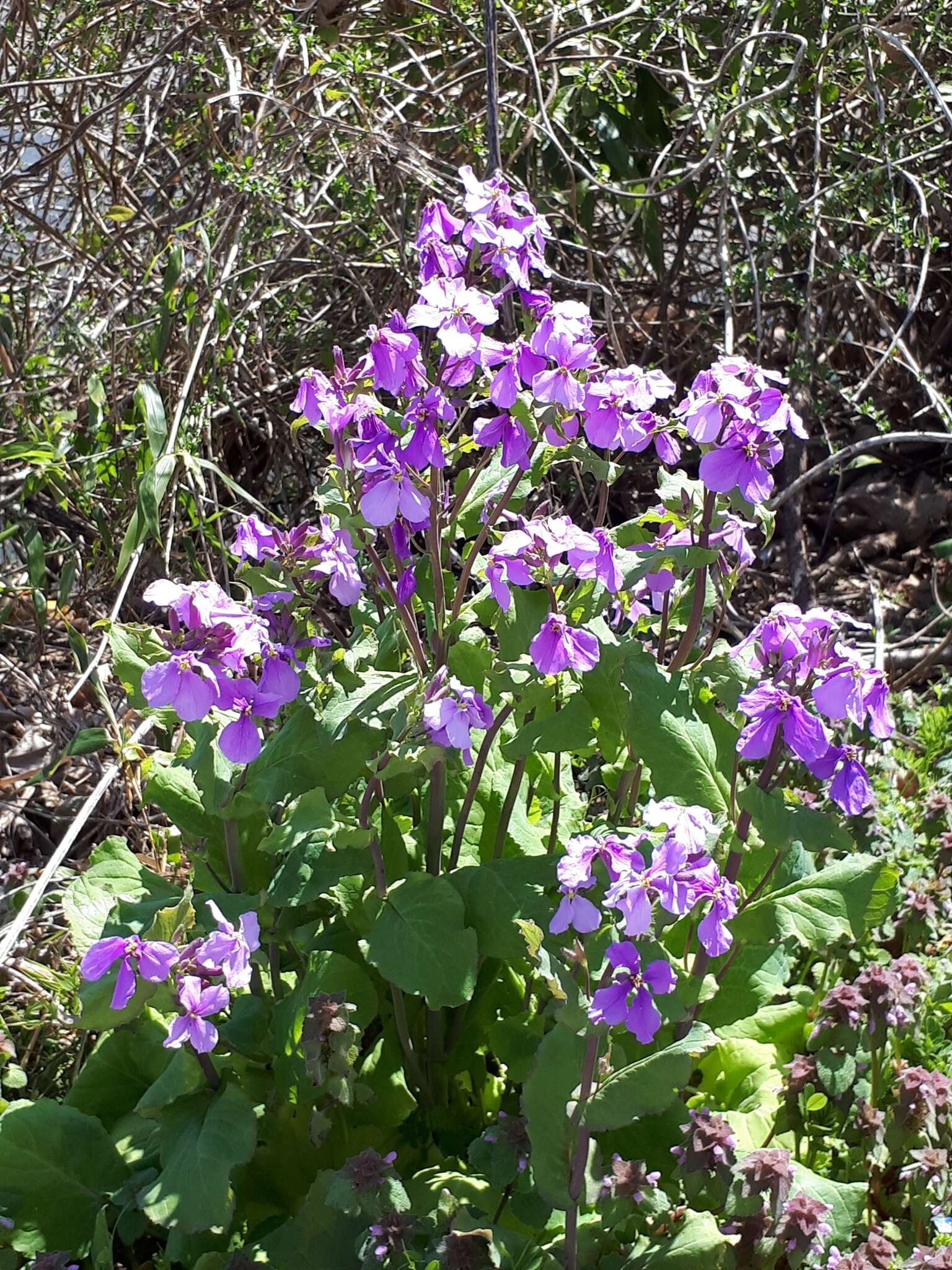 Imagem de Orychophragmus violaceus (L.) O. E. Schulz