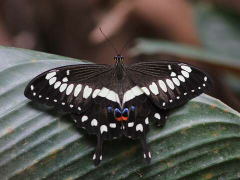 Sivun Papilio menestheus Drury (1773) kuva